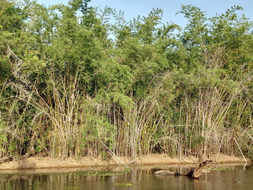 Top-end bamboo (Bambusa arnhemica)