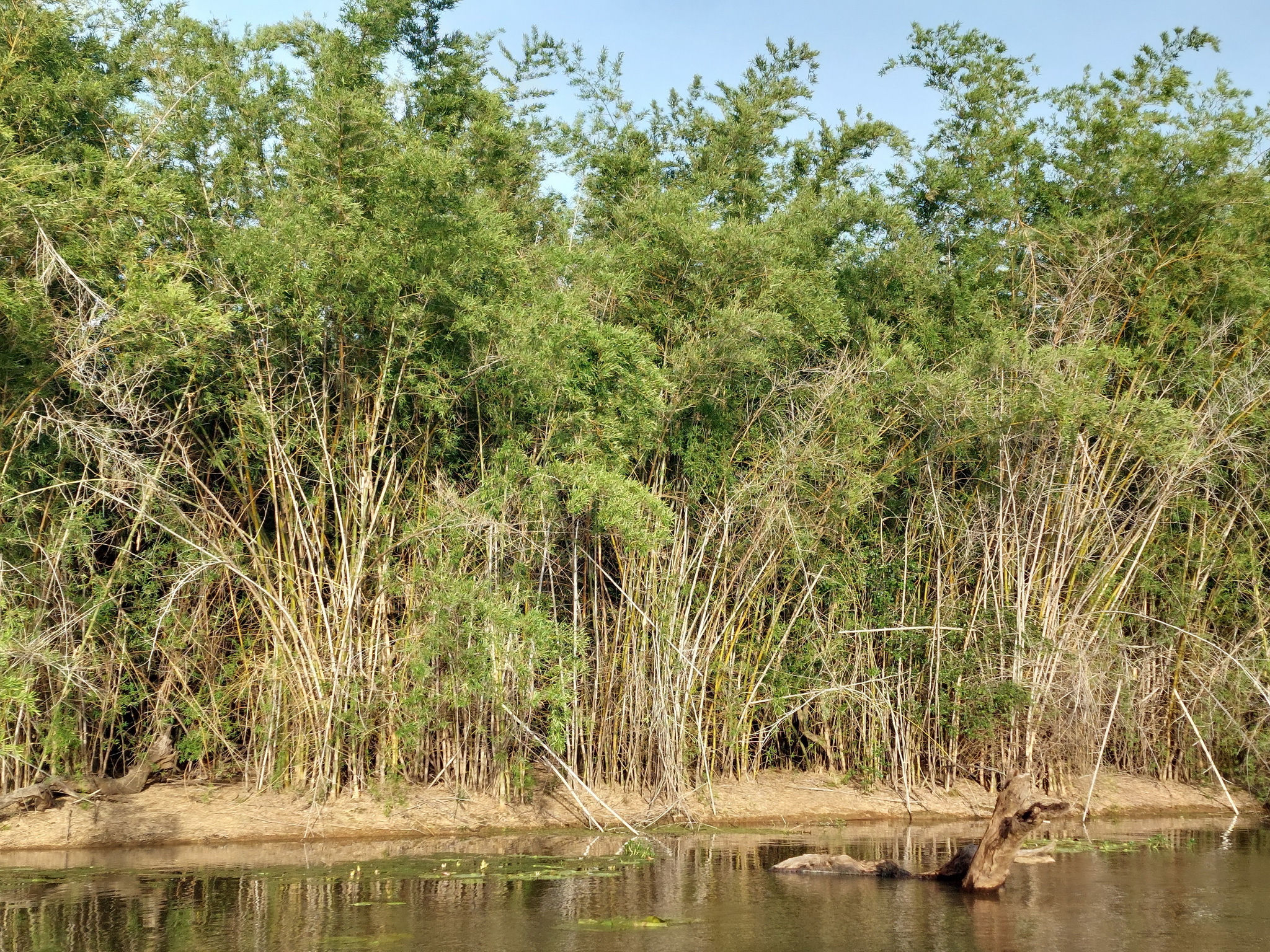 Top-End Bamboo (Bambusa arnhemica)