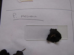 Pseudoplectania melaena