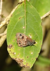 Paramacera xicaque