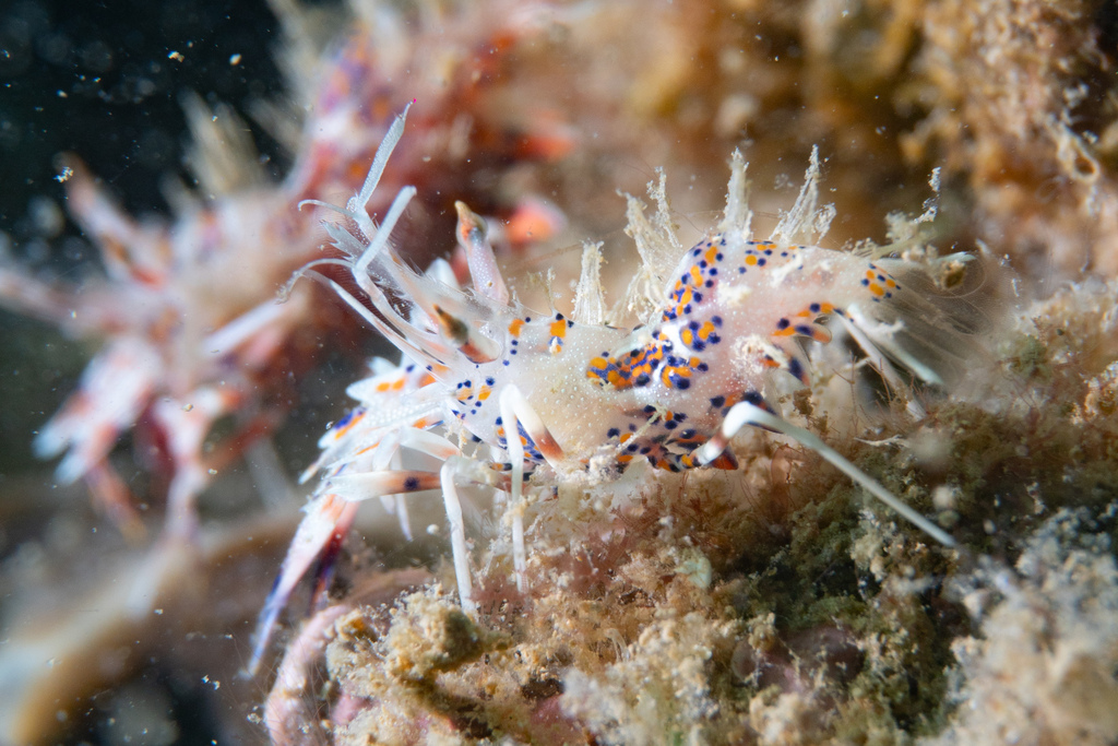 Photo of Indo-Pacific Mandarin Shrimp (Phyllognathia ceratophthalma)
