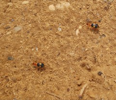 Pheropsophus africanus