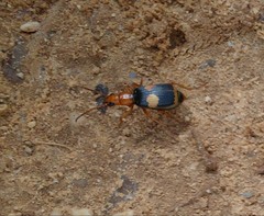 Pheropsophus africanus