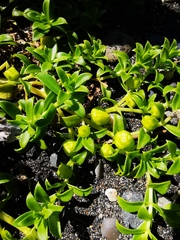 Honckenya peploides major