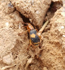 Pheropsophus africanus