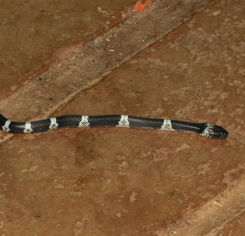 Butler's Wolf Snake