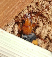 Pheropsophus africanus