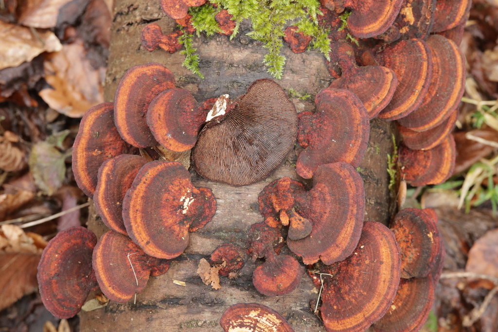 Daedaleopsis confragosa tricolor · February 2026 · photo: © bjoerns (iNaturalist, cc-by)