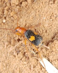 Pheropsophus africanus