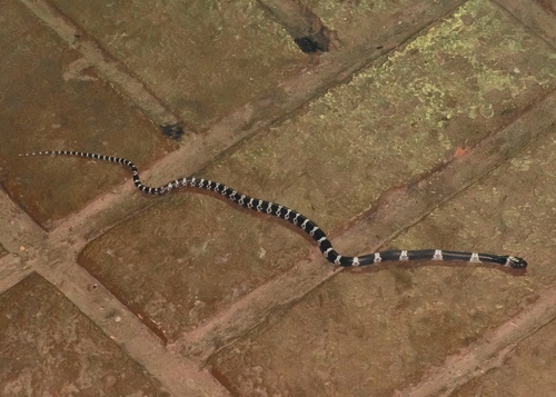 Butler's Wolf Snake