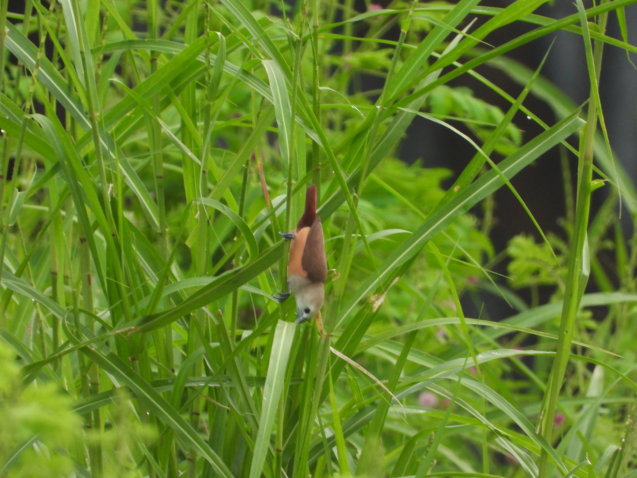 Pale-headed Munia (Lonchura pallida), photo 1