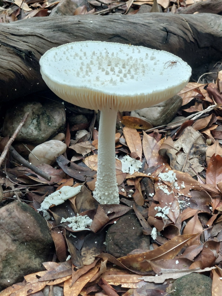 Amanita pyramidifera · December 2025 · photo: © ruth-palsson (iNaturalist, cc-by-sa)