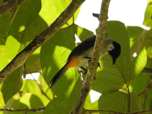 Pycnonotus aurigaster