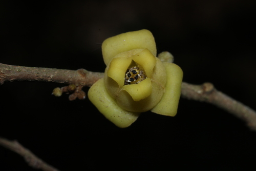Hard-fruit alphonsea (Alphonsea lutea)