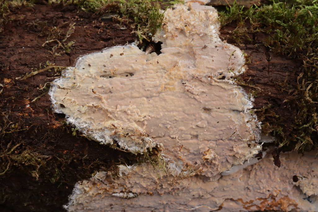 Scytinostroma hemidichophyticum · February 2026 · photo: © bjoerns (iNaturalist, cc-by)