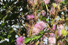 Mimosa claussenii