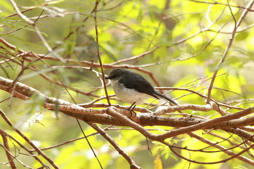 White-breasted Robin (Eopsaltria georgiana), photo 10