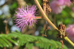 Mimosa claussenii