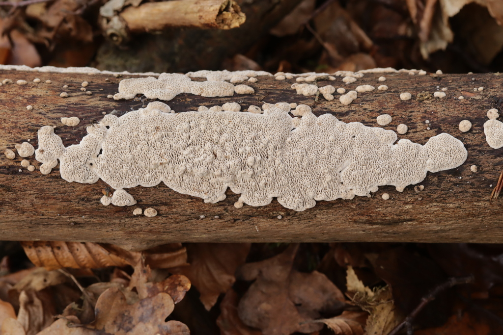 Datronia mollis