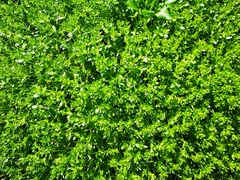 Honckenya peploides major