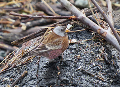 Leucosticte tephrocotis littoralis