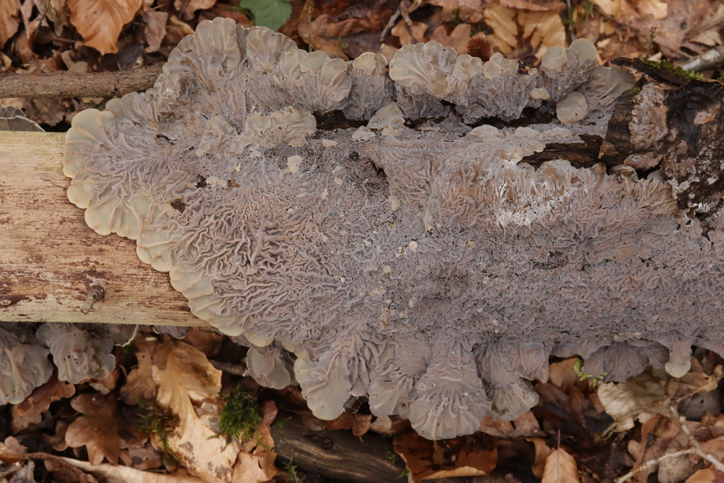 Auricularia mesenterica · February 2026 · photo: © bjoerns (iNaturalist, cc-by)