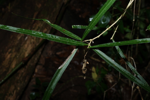 small-fruited mock olive (Notelaea microcarpa)