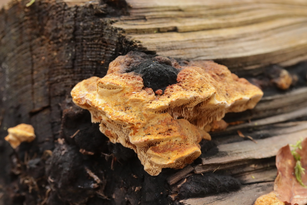 Osmoporus odoratus · February 2026 · photo: © bjoerns (iNaturalist, cc-by)