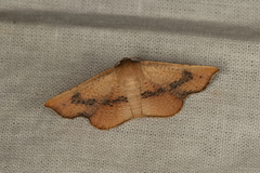 Aglaopus centiginosa