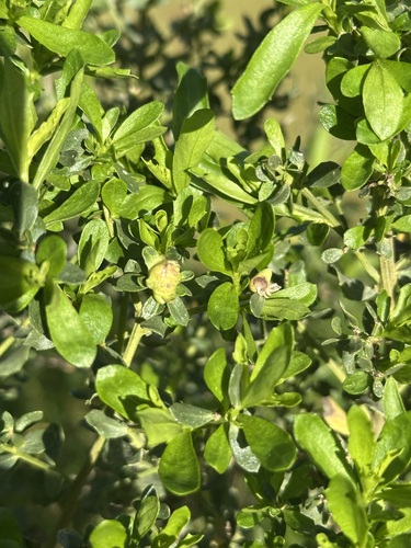 Unknown species found near Fair Oaks, CA, USA