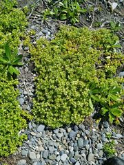 Honckenya peploides major