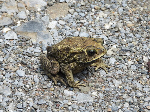 Duttaphrynus melanostictus