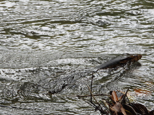 Varanus togianus