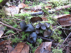 Pseudoplectania vogesiaca