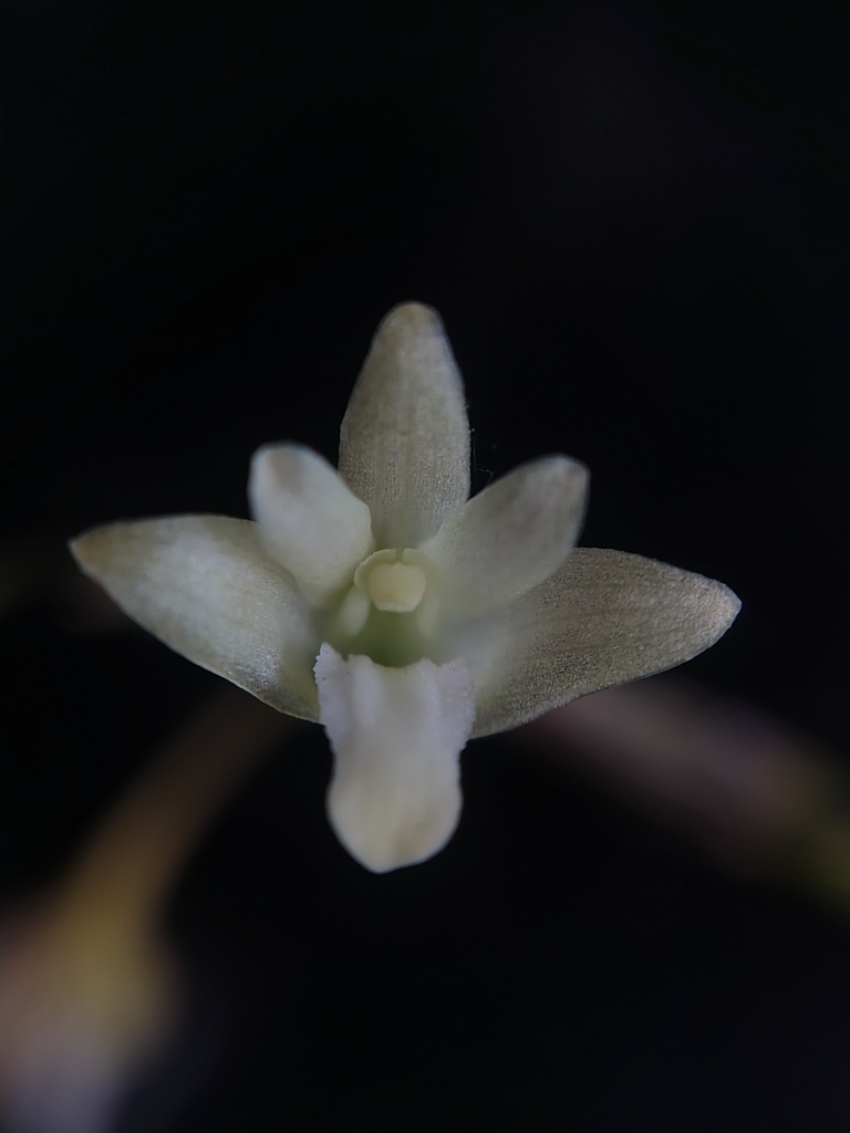 Dendrobium herbaceum Lindl. 2