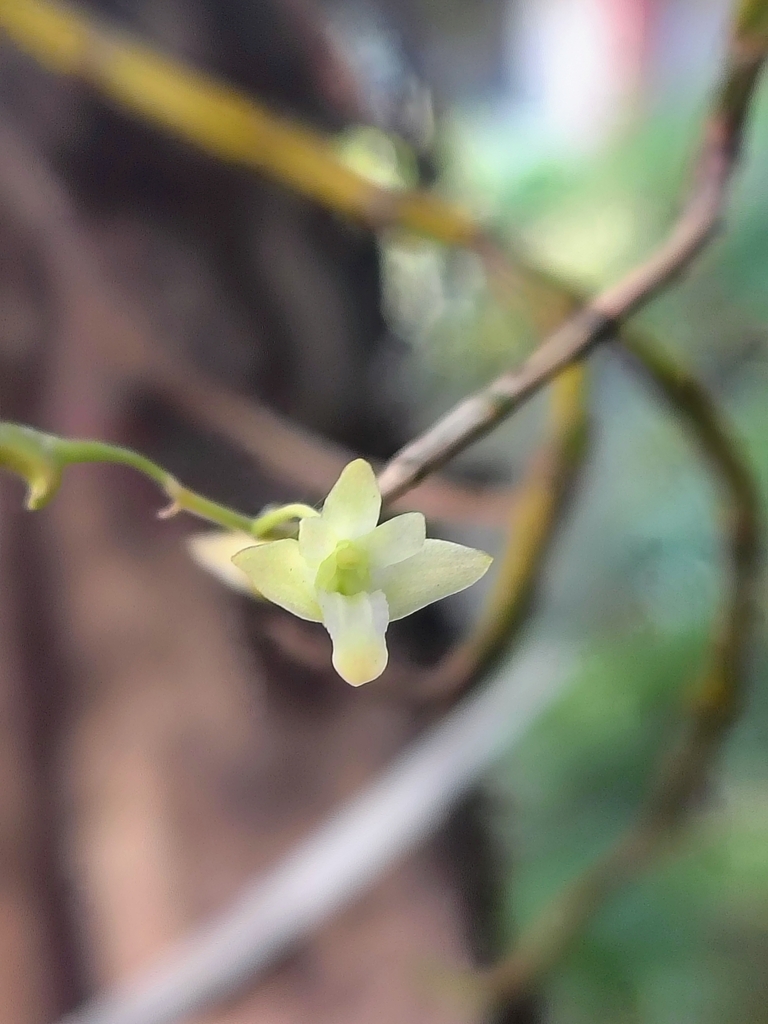 Dendrobium herbaceum Lindl. 4