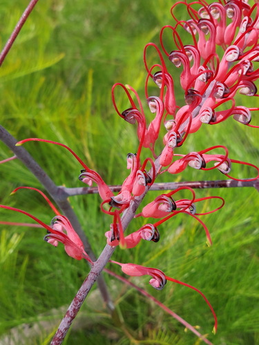 Dryander Oak (Grevillea dryandri)