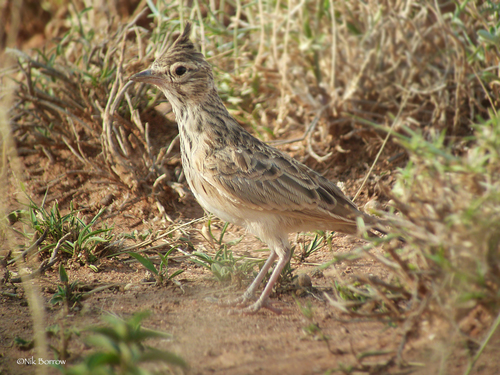 Galerida theklae ellioti