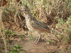Galerida theklae ellioti