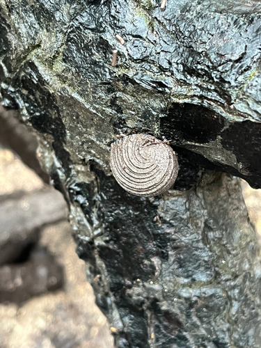 Nerita planospira observed 2026-03-02