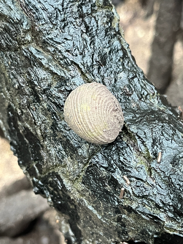 Nerita planospira observed 2026-03-02