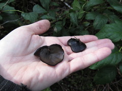 Pseudoplectania vogesiaca