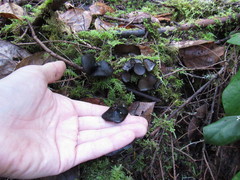 Pseudoplectania vogesiaca