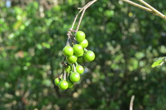 Solanum paniculatum