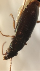 Pogonus gilvipes
