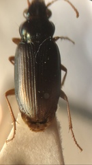 Pogonus gilvipes