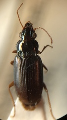 Pogonus gilvipes