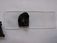 Pseudoplectania vogesiaca