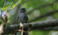 Microspingus cabanisi