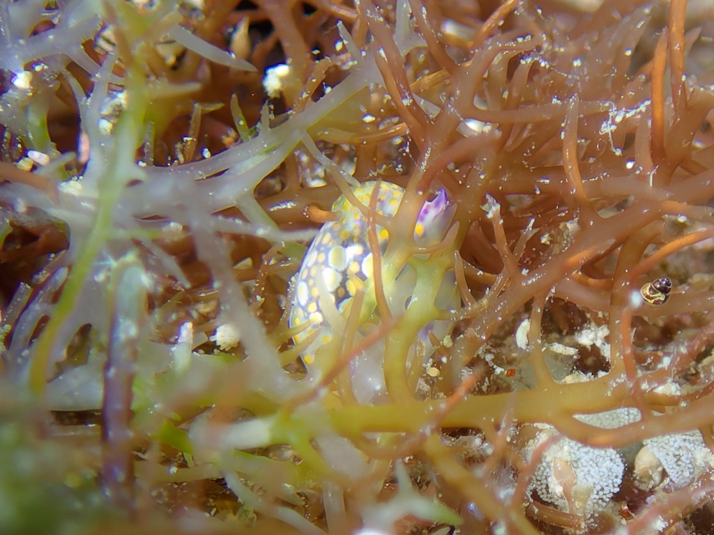 Oval bubble snail, Oval bubble